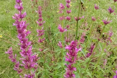 Flores toronjil
