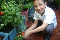 Niño_Cosechando jitomate_Primaria Luis Murillo -8